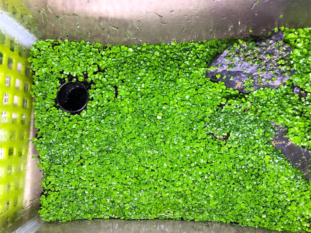 f:id:HamUsa:20190608175620j:image f:id:HamUsa:20190608175620j:image