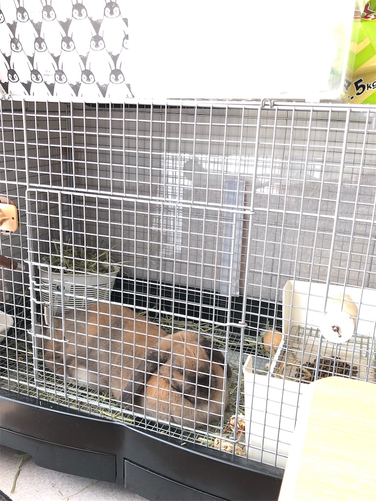 f:id:HamUsa:20190610113940j:image