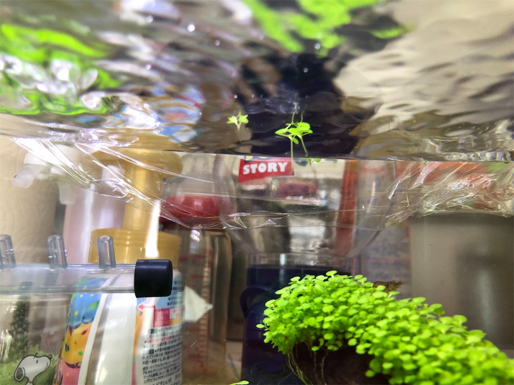 f:id:HamUsa:20190617131911j:image f:id:HamUsa:20190617131911j:image