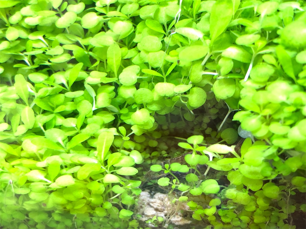 f:id:HamUsa:20190618183010j:image