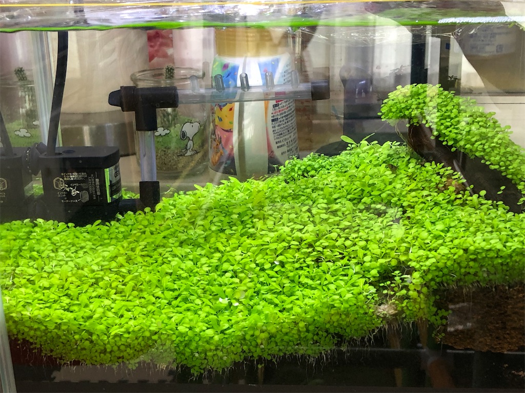 f:id:HamUsa:20190618183337j:image