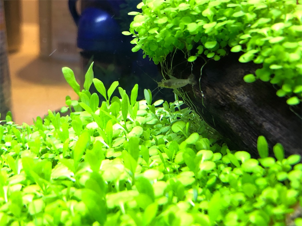 f:id:HamUsa:20190620061850j:image