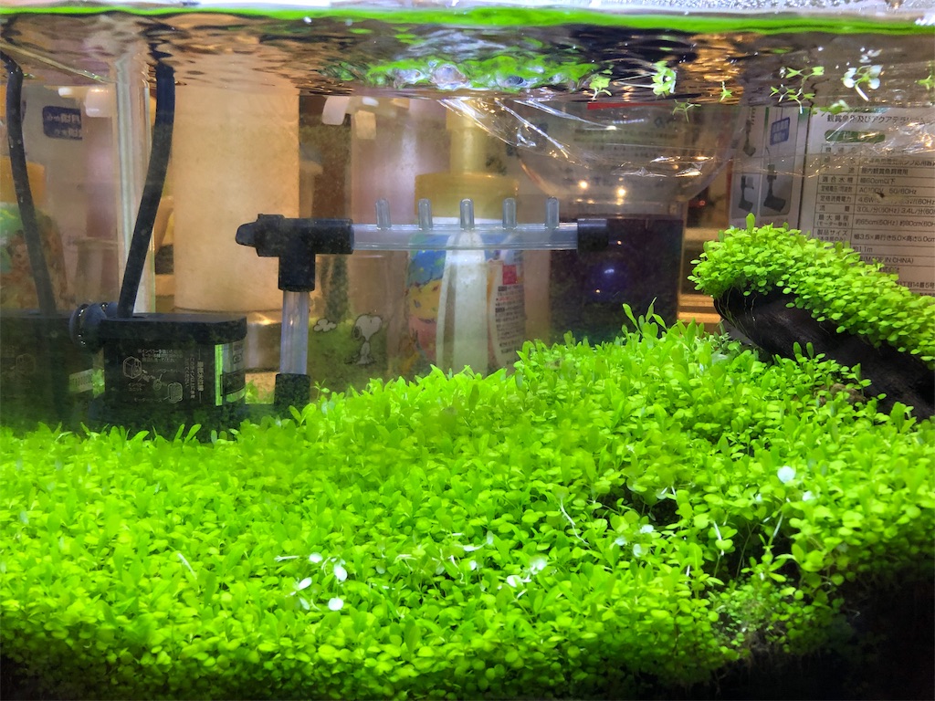 f:id:HamUsa:20190621073939j:image
