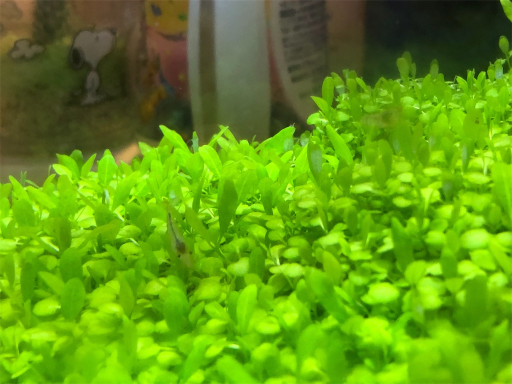 f:id:HamUsa:20190621073950j:image