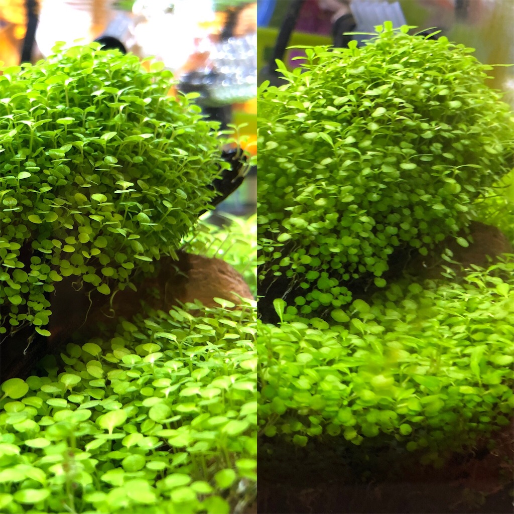 f:id:HamUsa:20190626180858j:image f:id:HamUsa:20190626180858j:image