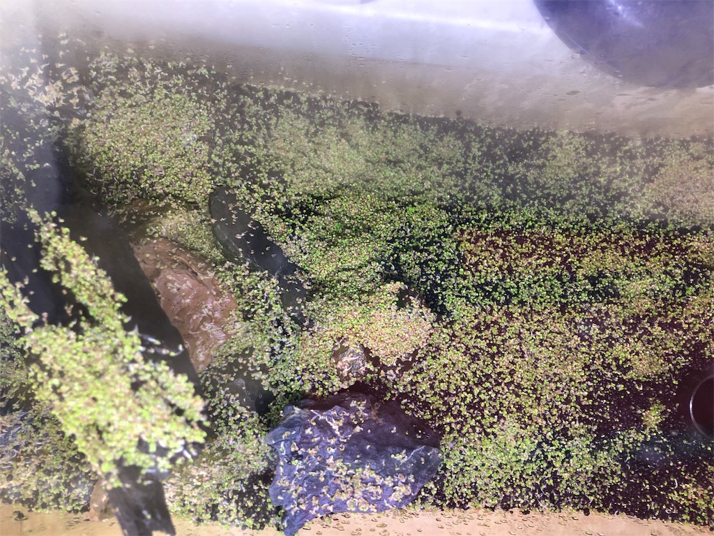 f:id:HamUsa:20190629174218j:image f:id:HamUsa:20190629174218j:image