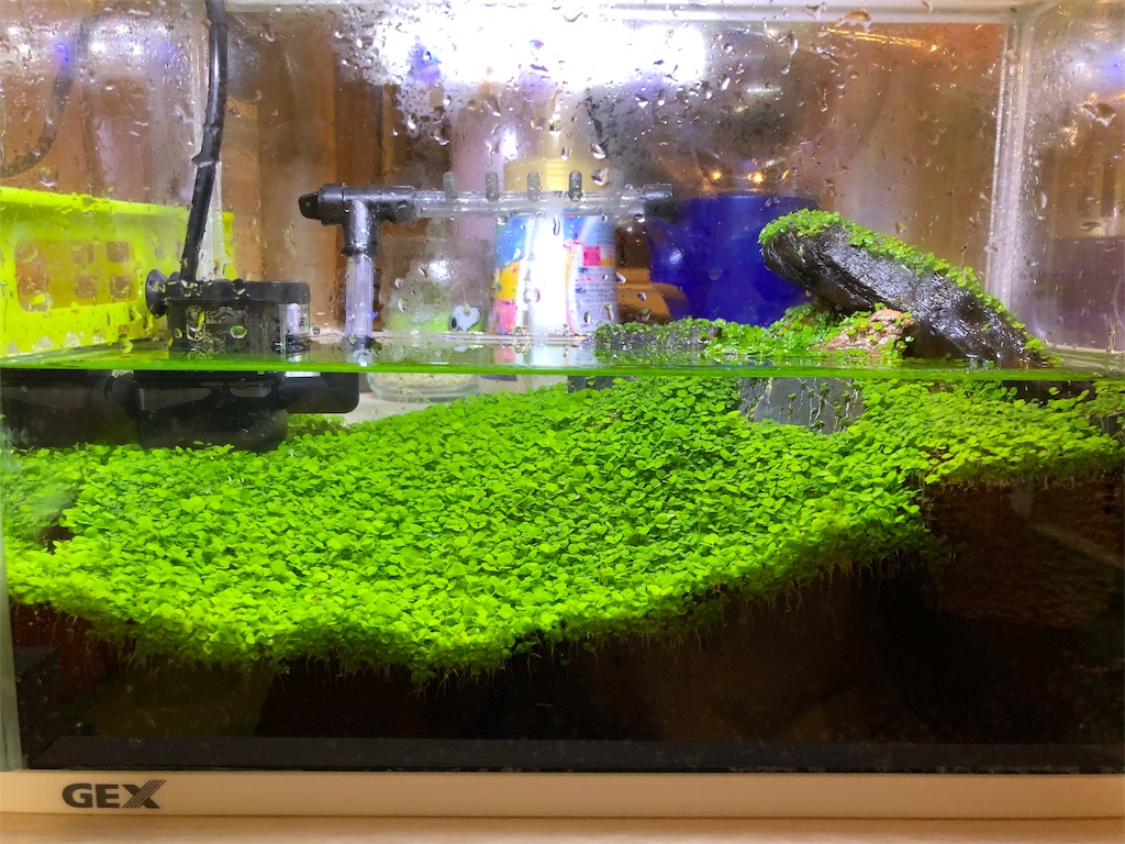 f:id:HamUsa:20190629175127j:image f:id:HamUsa:20190629175127j:image
