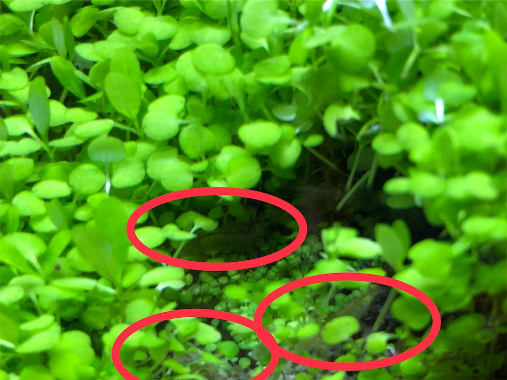 f:id:HamUsa:20190629180730j:image f:id:HamUsa:20190629180730j:image