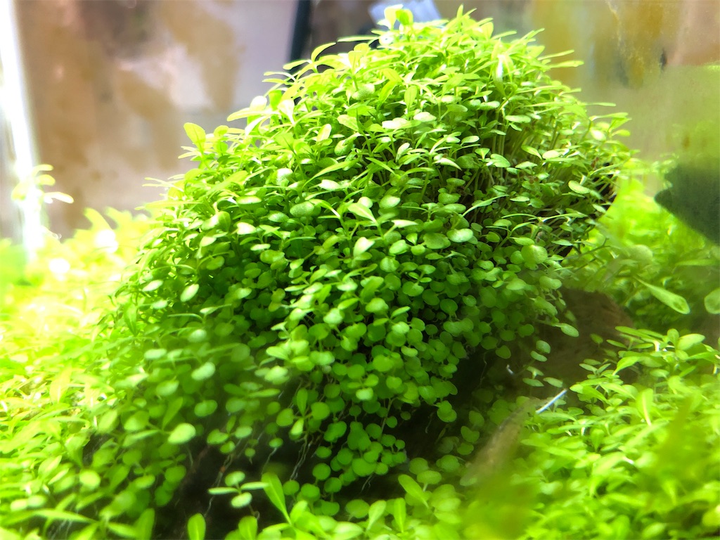 f:id:HamUsa:20190629181722j:image f:id:HamUsa:20190629181722j:image