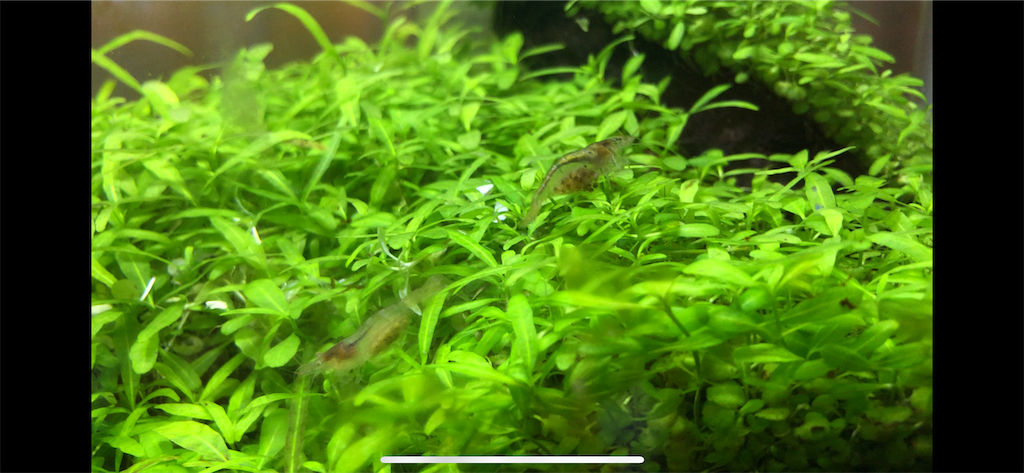f:id:HamUsa:20190705214742p:image f:id:HamUsa:20190705214742p:image