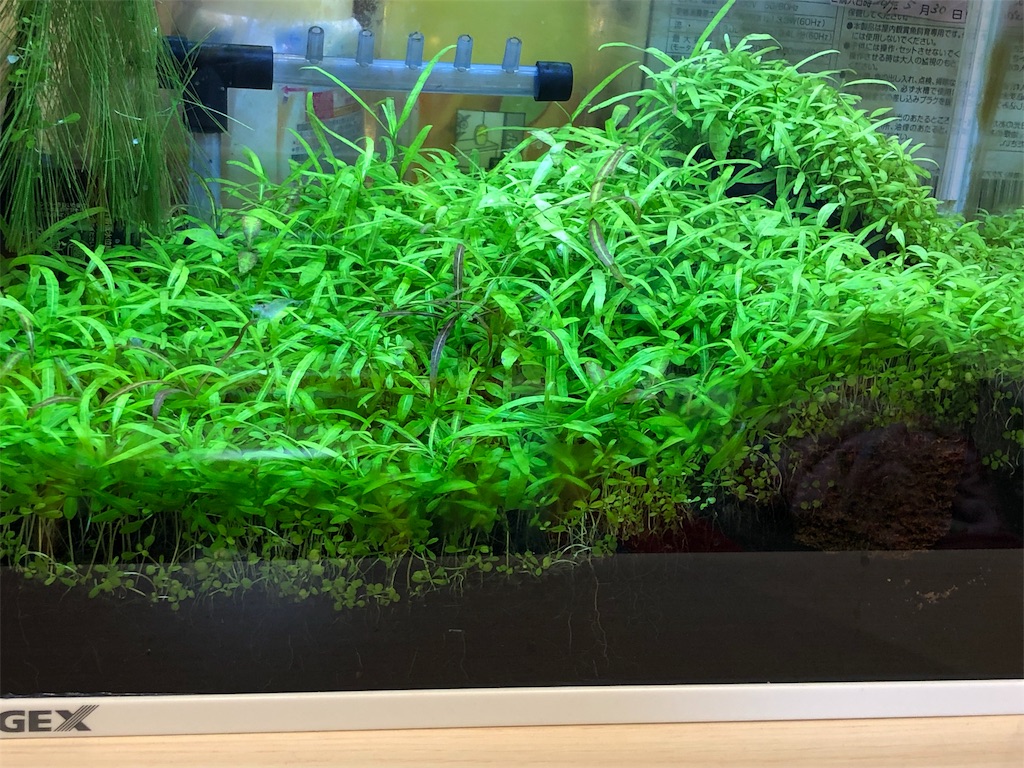f:id:HamUsa:20190718075041j:image f:id:HamUsa:20190718075041j:image