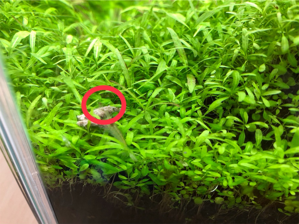 f:id:HamUsa:20190720180513j:image f:id:HamUsa:20190720180513j:image