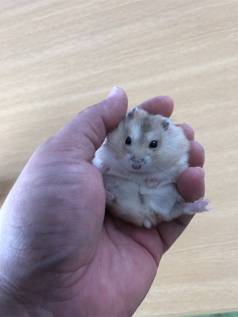 f:id:HamUsa:20190816112229j:image