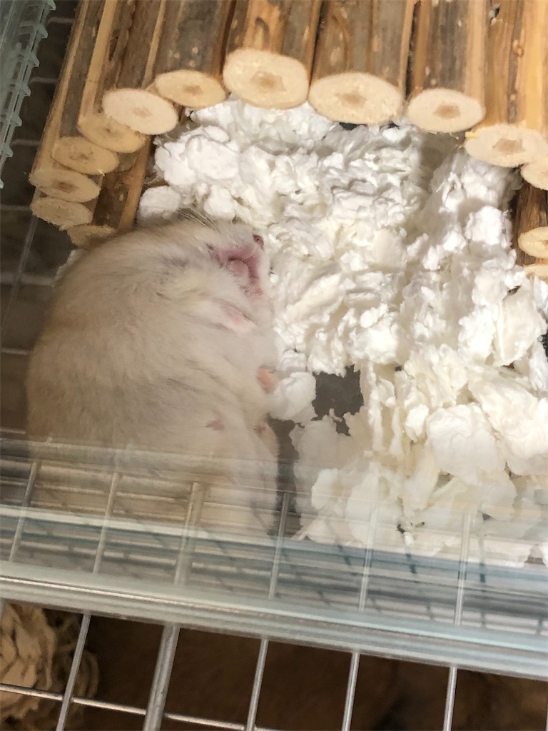 f:id:HamUsa:20190829134811j:image
