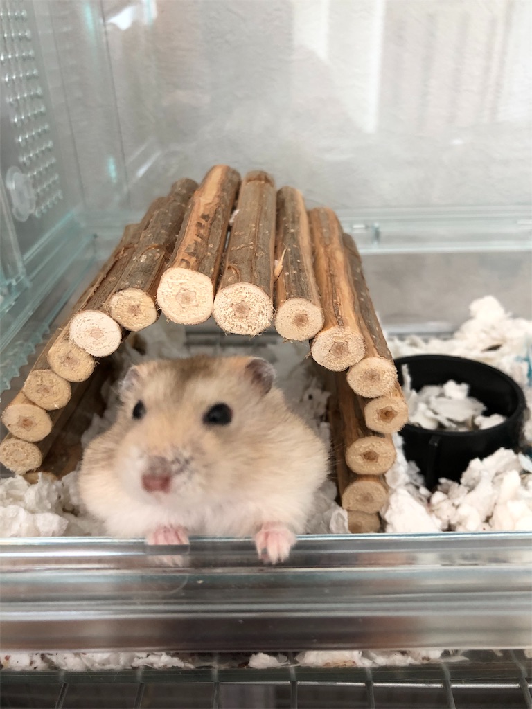 f:id:HamUsa:20190830060824j:image