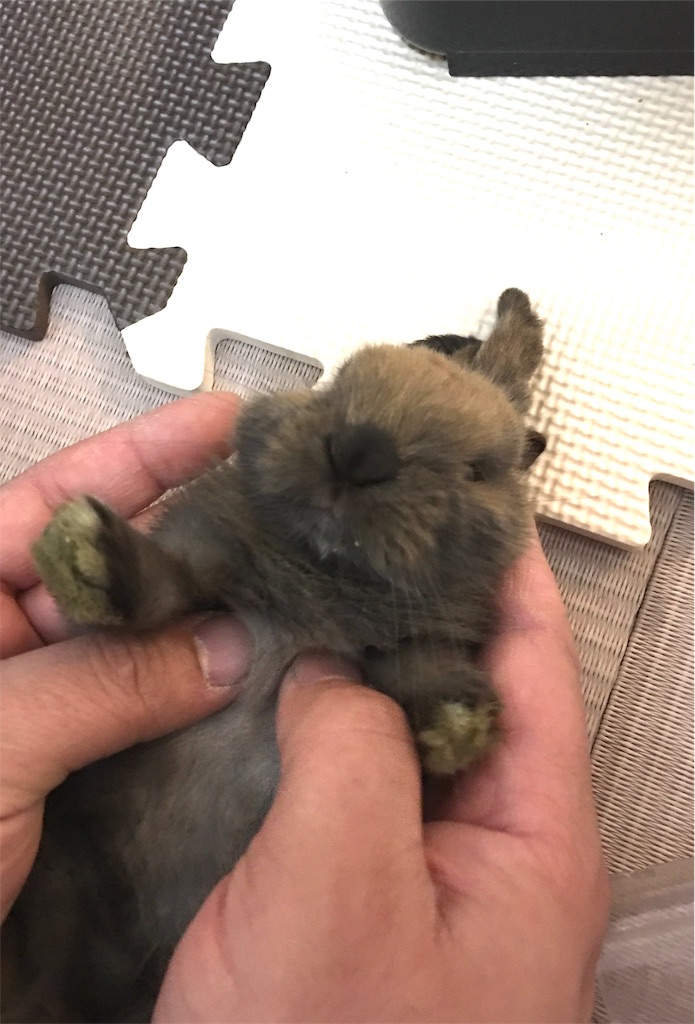 f:id:HamUsa:20190901120251j:image f:id:HamUsa:20190901120251j:image