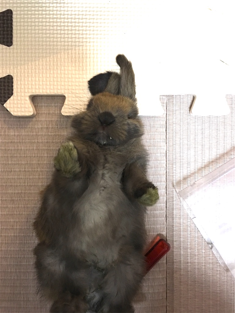f:id:HamUsa:20190901120254j:image f:id:HamUsa:20190901120254j:image