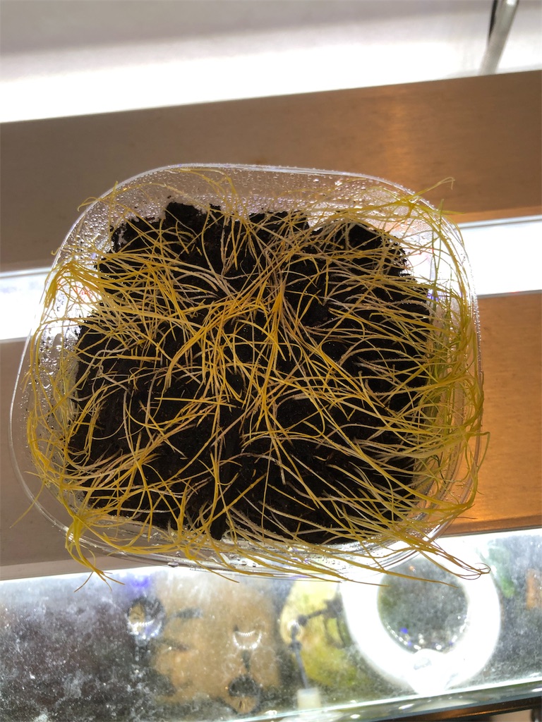 f:id:HamUsa:20190902060836j:image