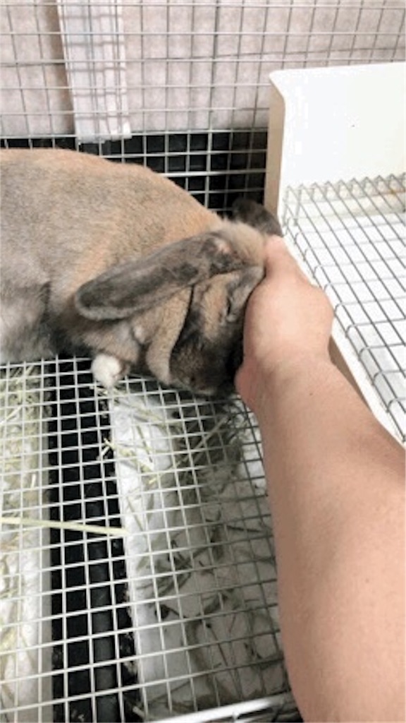 f:id:HamUsa:20190902061736j:image