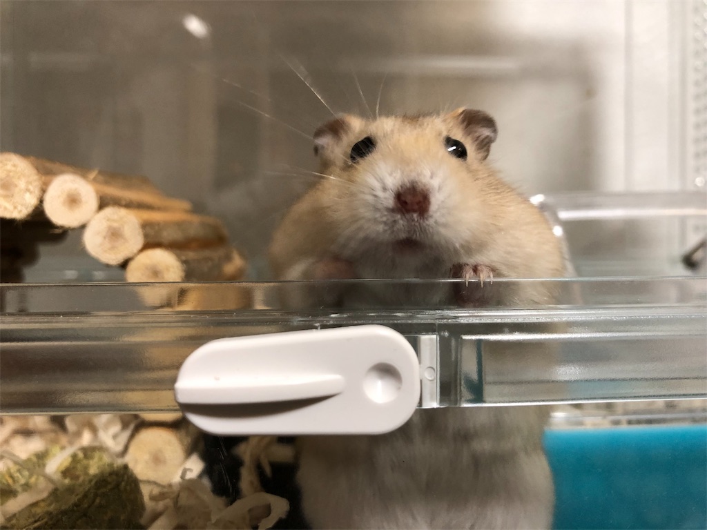 f:id:HamUsa:20190902181512j:image