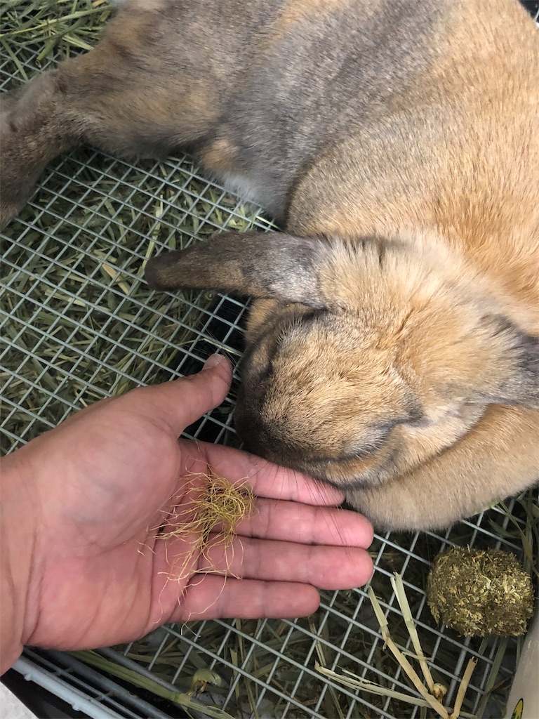 f:id:HamUsa:20190907181159j:image