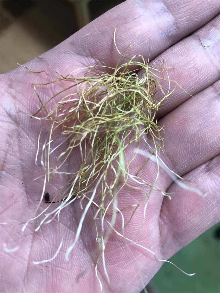 f:id:HamUsa:20190907181223j:image