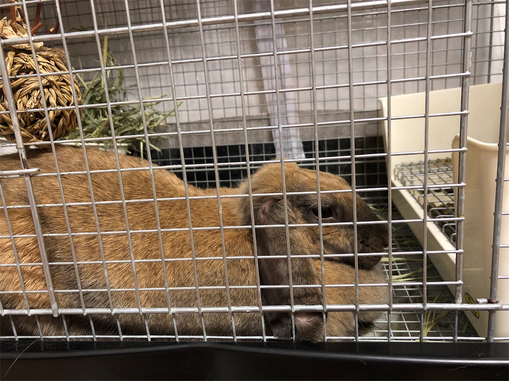 f:id:HamUsa:20190914065822j:image
