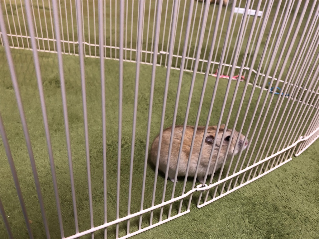 f:id:HamUsa:20190919205030j:image f:id:HamUsa:20190919205030j:image