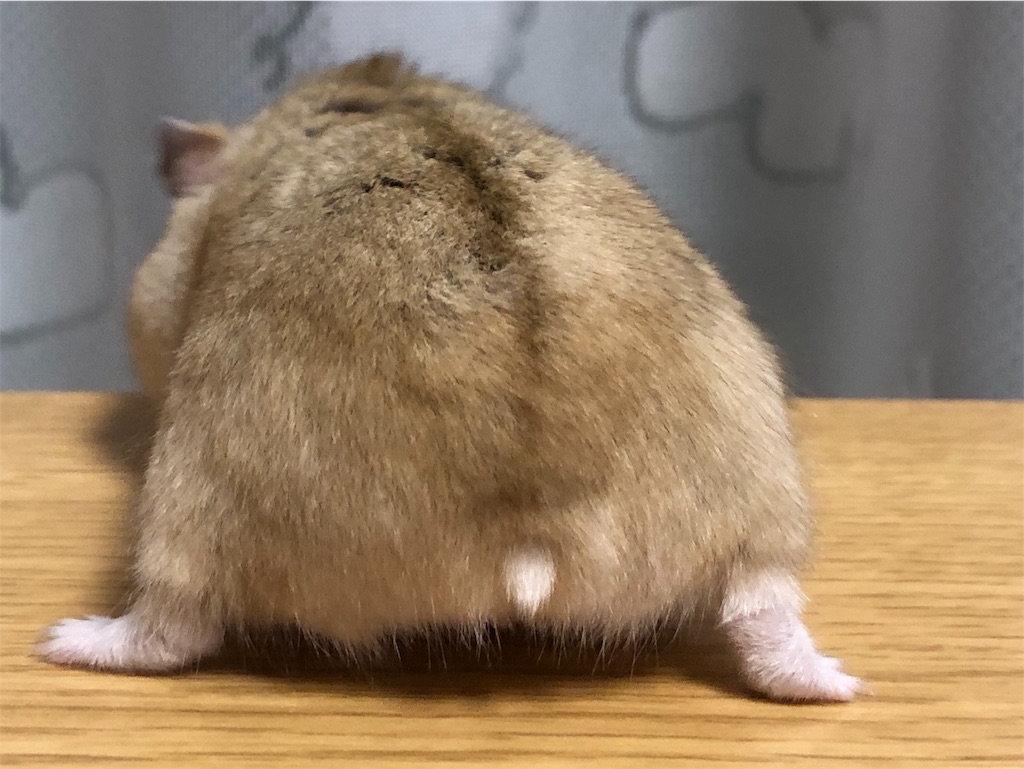 f:id:HamUsa:20190919205426j:image f:id:HamUsa:20190919205426j:image
