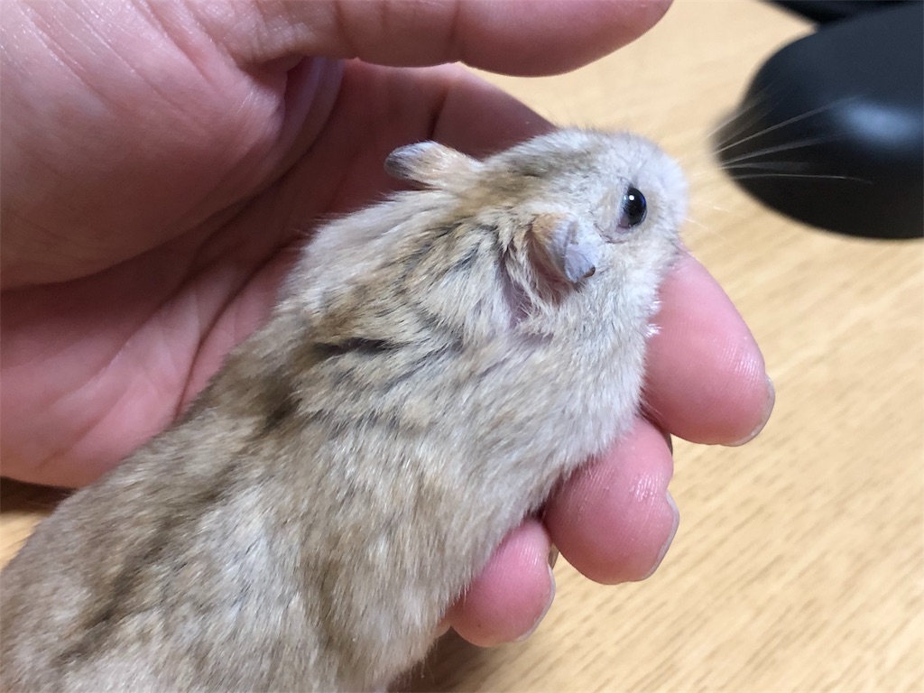 f:id:HamUsa:20190919205550j:image f:id:HamUsa:20190919205550j:image