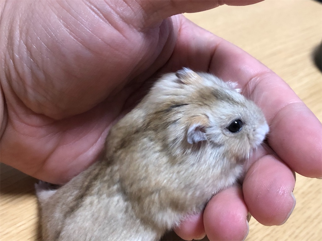 f:id:HamUsa:20190919205601j:image f:id:HamUsa:20190919205601j:image