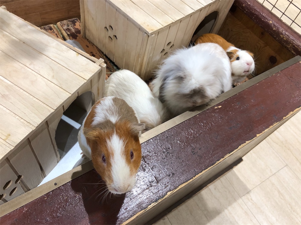 f:id:HamUsa:20190920155046j:image f:id:HamUsa:20190920155046j:image