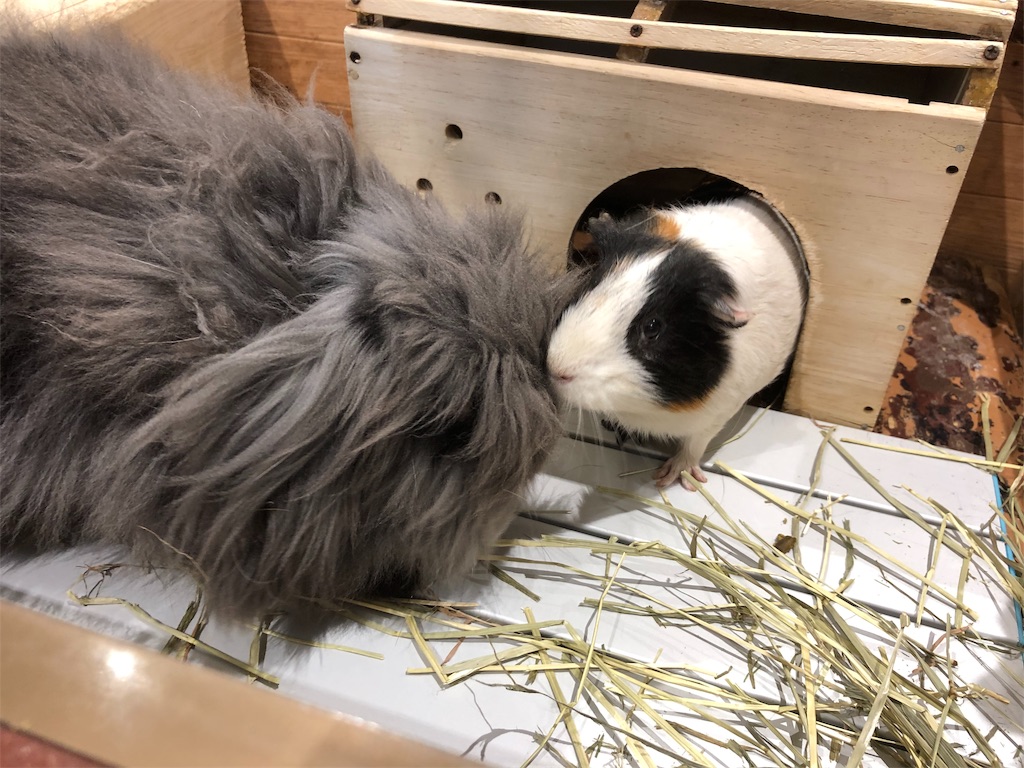 f:id:HamUsa:20190920155050j:image f:id:HamUsa:20190920155050j:image