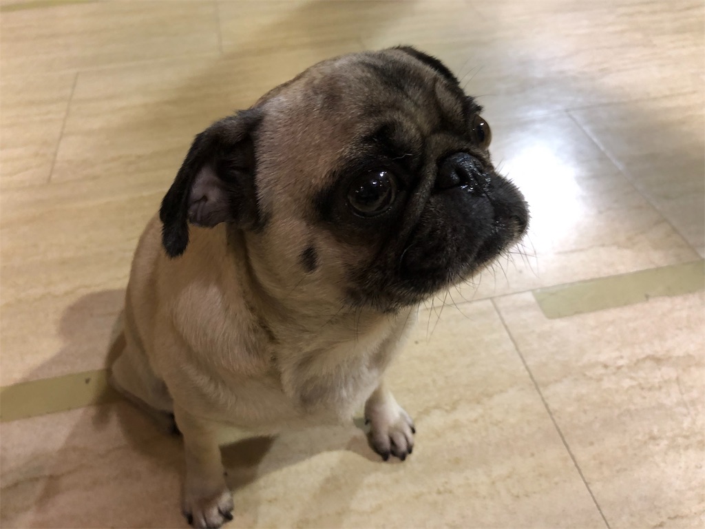 f:id:HamUsa:20190920155302j:image f:id:HamUsa:20190920155302j:image