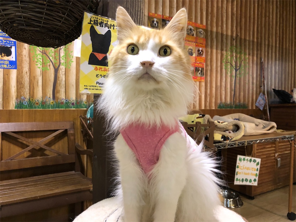 f:id:HamUsa:20190920155306j:image f:id:HamUsa:20190920155306j:image