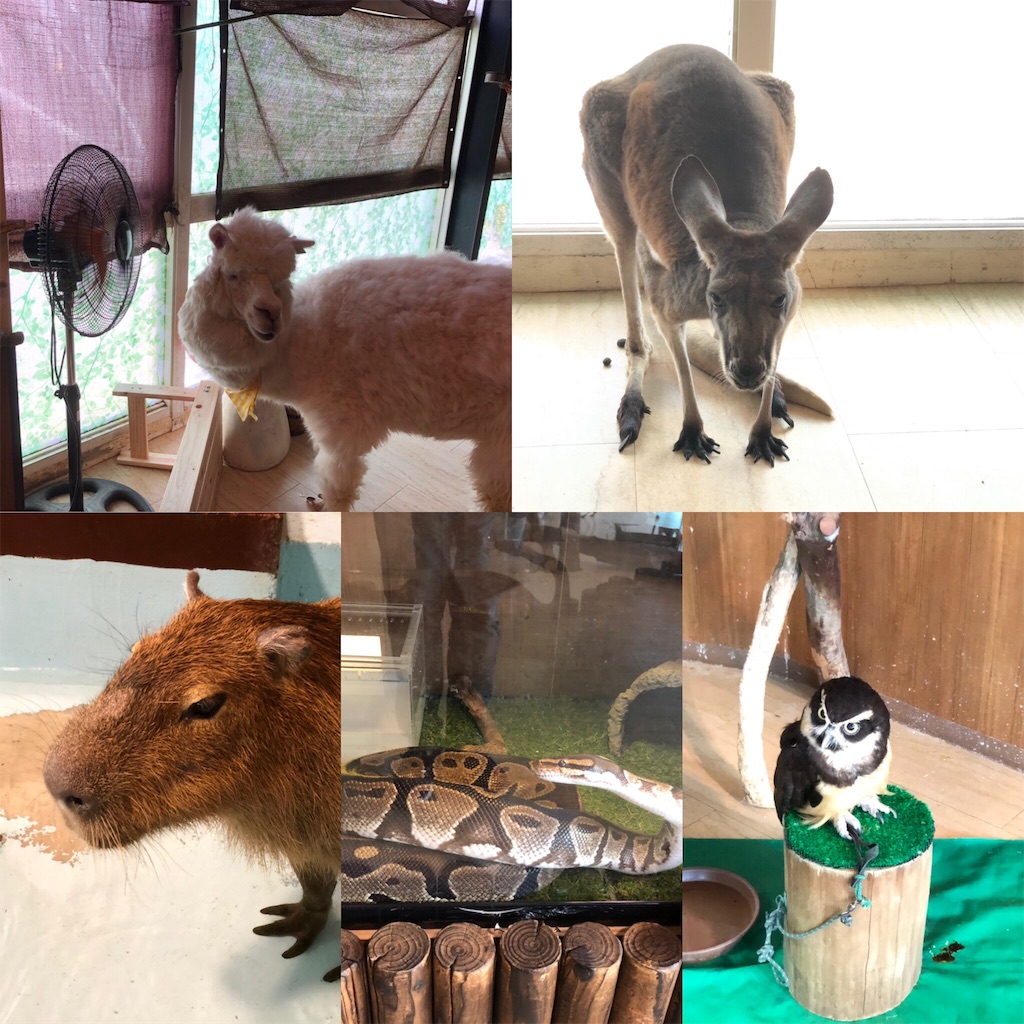 f:id:HamUsa:20190920160128j:image f:id:HamUsa:20190920160128j:image