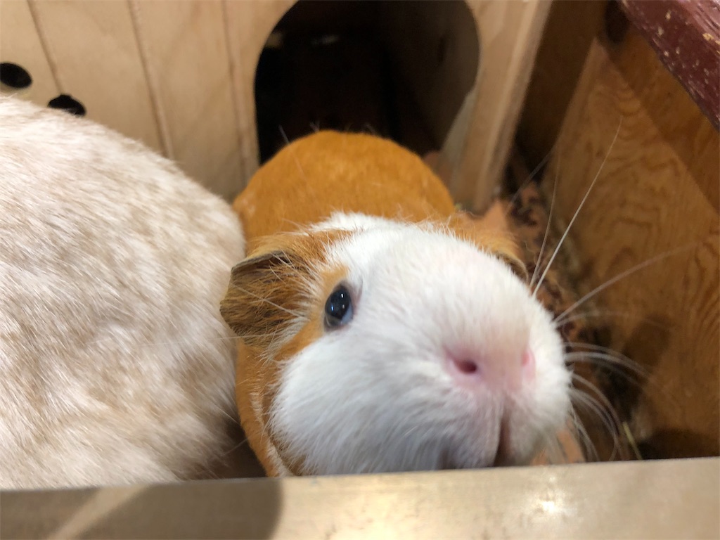 f:id:HamUsa:20190920160240j:image f:id:HamUsa:20190920160240j:image