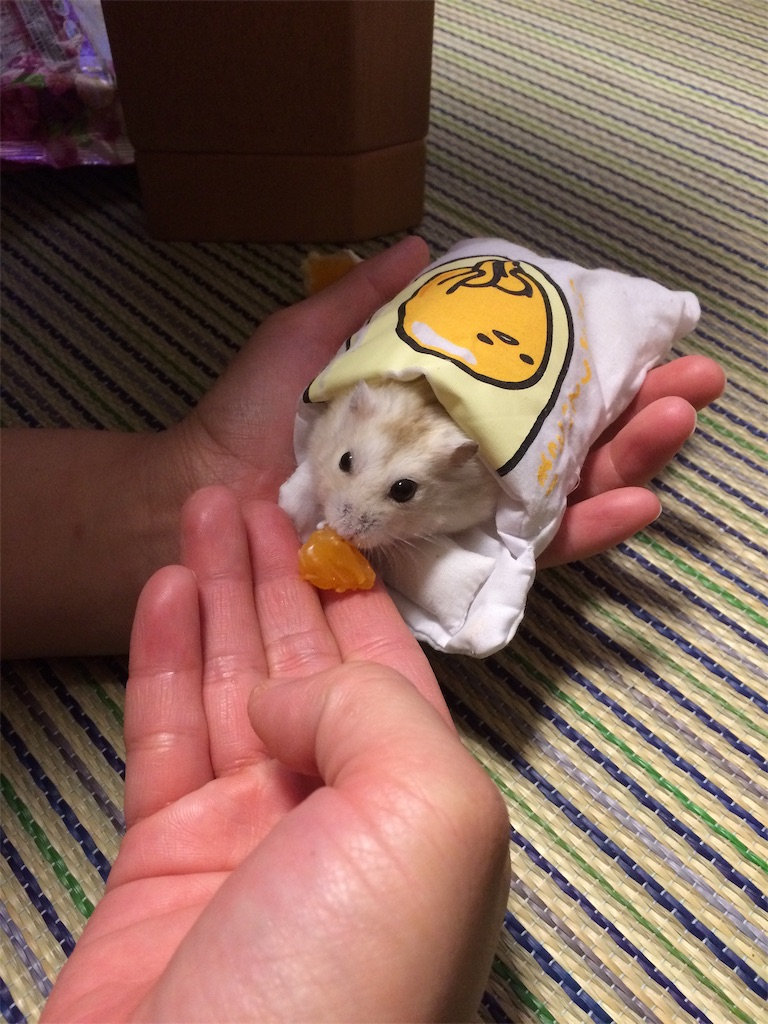 f:id:HamUsa:20190923104529j:image