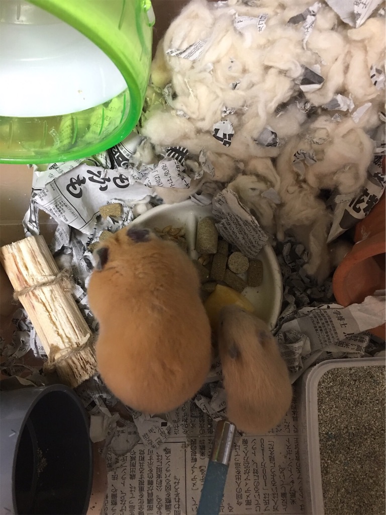 f:id:HamUsa:20190927061652j:image