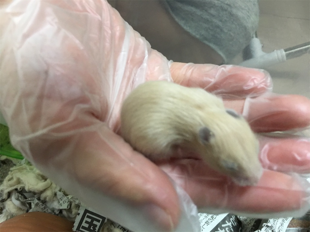 f:id:HamUsa:20190927062130j:image