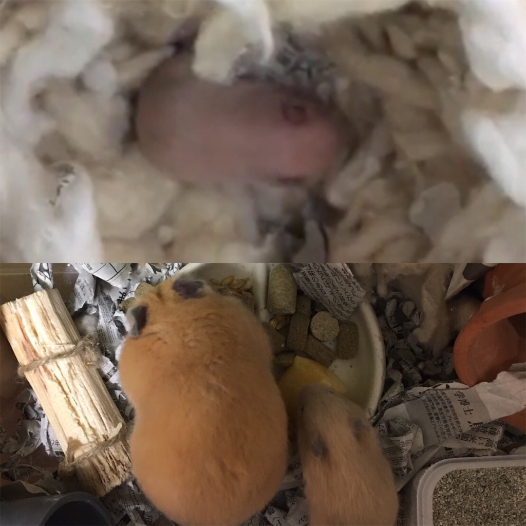 f:id:HamUsa:20190927062501j:image