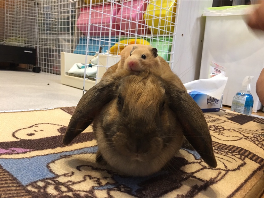 f:id:HamUsa:20190927062836j:image