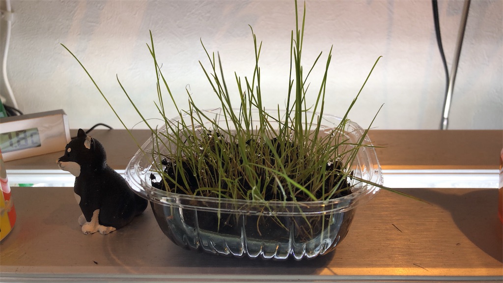 f:id:HamUsa:20190930202226j:image