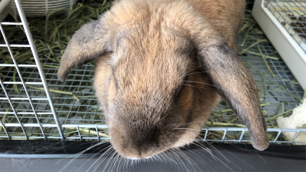 f:id:HamUsa:20190930202536j:image