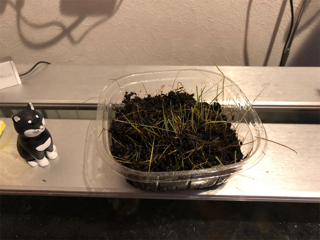 f:id:HamUsa:20191008180648j:image