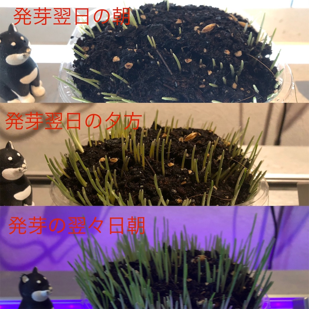f:id:HamUsa:20191024235524j:image f:id:HamUsa:20191024235524j:image