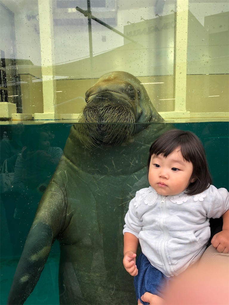 f:id:HamUsa:20191025080901j:image