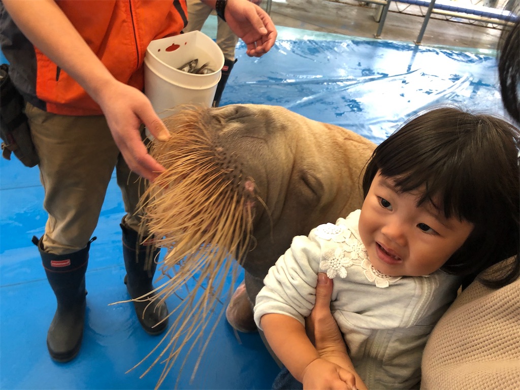 f:id:HamUsa:20191025080904j:image