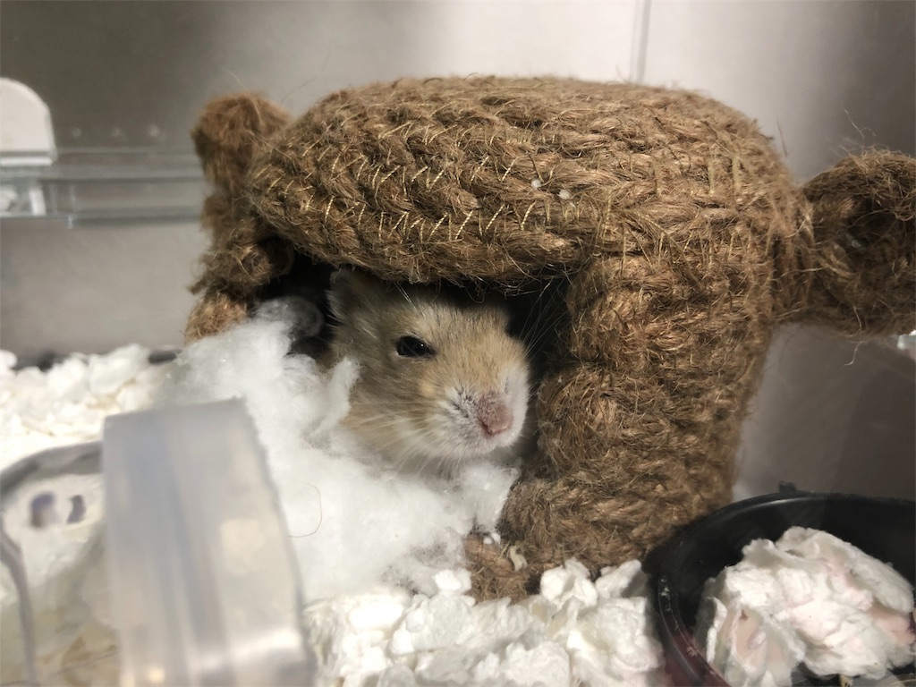 f:id:HamUsa:20191104073507j:image