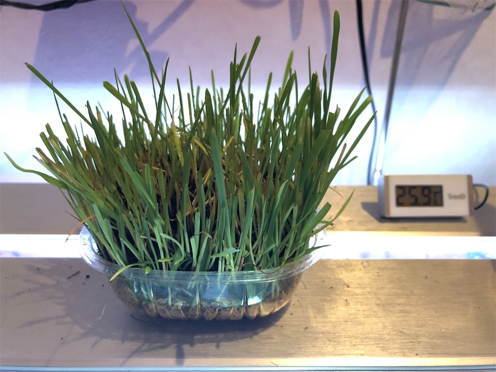 f:id:HamUsa:20191112183944j:image f:id:HamUsa:20191112183944j:image